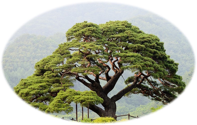 나무 校木 School Tree-Pine